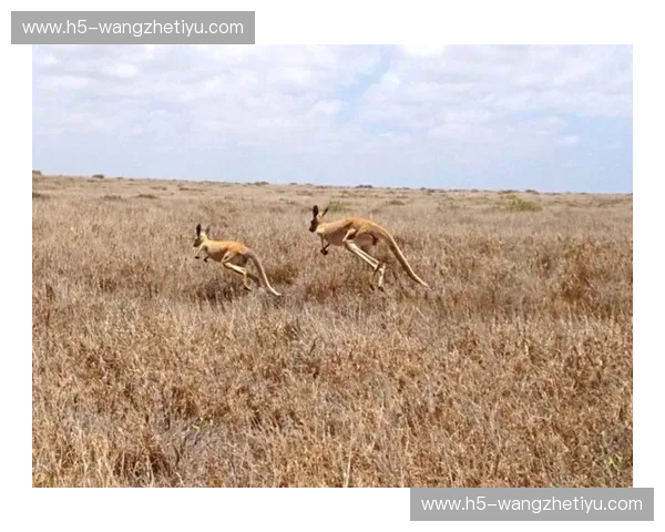 蓝海狂想与橙色律动：当袋鼠的旷野撞上风车的堤坝